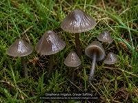 Grauer Saftling1